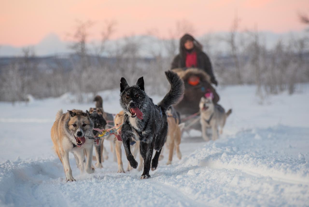 Husky Lodge Hostel Kiruna Ngoại thất bức ảnh
